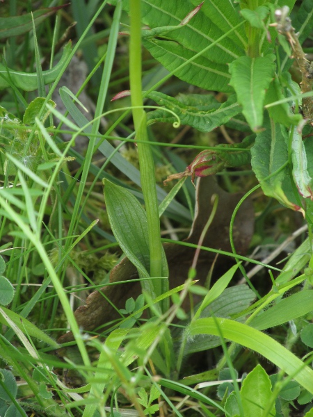 fly orchid / Ophrys insectifera