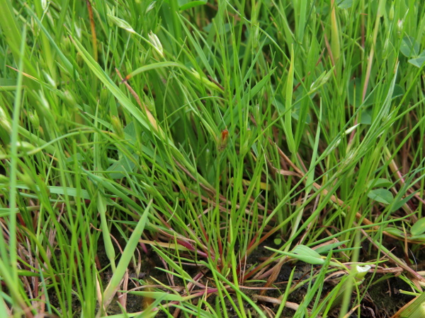 frog rush / Juncus ranarius: _Juncus ranarius_ is a small, mostly coastal rush, very similar to _Juncus bufonius_.