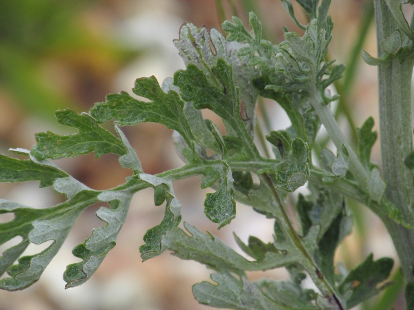 silver ragwort / Jacobaea maritima: The whole plant is grey-coloured because of the dense covering of hairs; the leaf uppersides are sometimes greener.