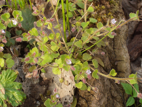 ivy-leaved speedwell / Veronica hederifolia: _Veronica hederifolia_ can be recognised by the cordate bases to the sepals; two morphologically overlapping but cytologically distinct subspecies can be recognised.