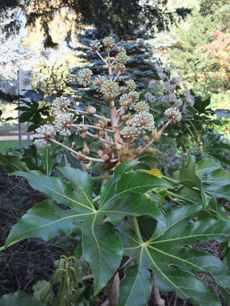 fatsia / Fatsia japonica: _Fatsia japonica_ is a Japanese shrub that is popular in gardens and sometimes escapes.