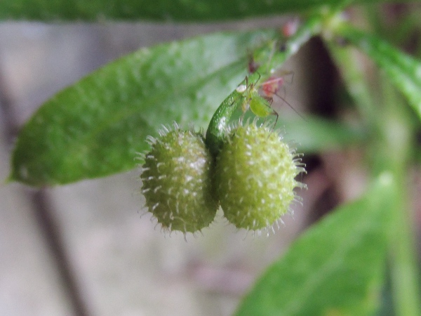 cleavers / Galium aparine: The fruits of _Galium aparine_ (shown here with a greenfly for scale) are covered in stiff hooks, which help them adhere to fur and clothes.