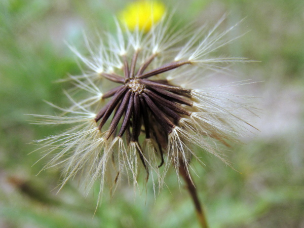 autumn hawkbit / Scorzoneroides autumnalis