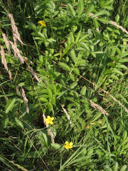 silverweed / Potentilla anserina