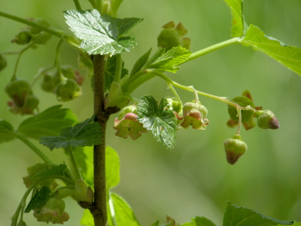 blackcurrant / Ribes nigrum: _Ribes nigrum_ has sessile glands on its leaves that release a characteristic smell when bruised.