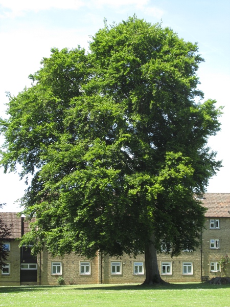 beech / Fagus sylvatica