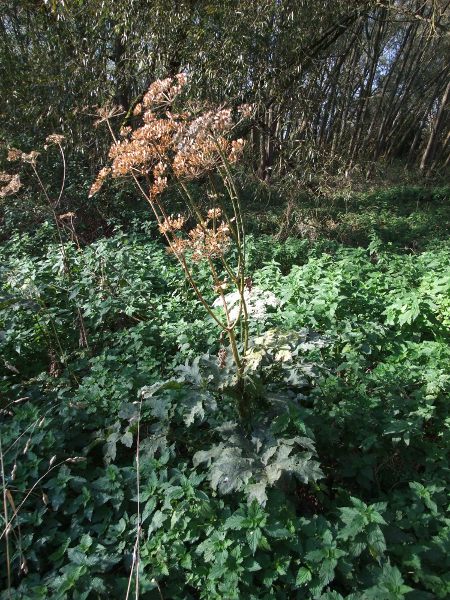 hogweed / Heracleum sphondylium