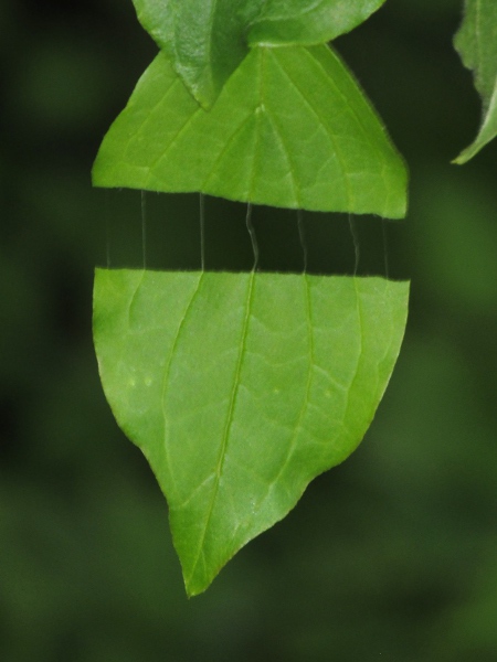 dogwood / Cornus sanguinea: The veins of _Cornus_ leaves are flexible, and can remain intact when the leaf is broken.