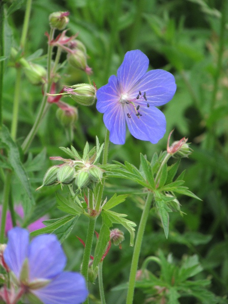 meadow cranesbill / Geranium pratense: _Geranium pratense_ can be found throughout the British Isles but is probably native in Ireland only along the Causeway Coast, and is not native in peripheral parts of Great Britain.