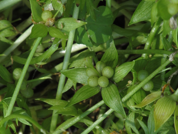 meadow-foam / Limnanthes douglasii: The fruit of _Limnanthes douglasii_ is a 5-celled schizocarp; each round cell contains a single seed.