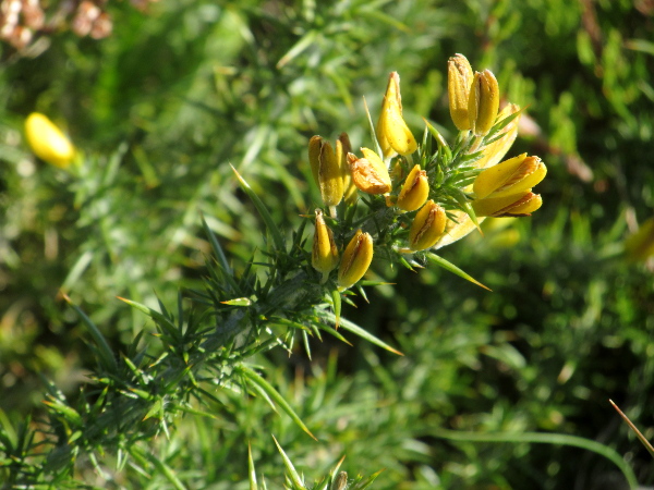 dwarf gorse / Ulex minor: The spines of _Ulex minor_ are hardly grooved and less stiff than those of _Ulex europaeus_, and the bracteoles at the base of each flower are much smaller.
