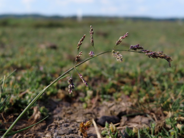 reflexed salt-marsh grass / Puccinellia distans subsp. distans: _Puccinellia distans_ is native to salt marshes, but is increasingly found along salted roads inland; its lower inflorescence branches are typically reflexed, with no flowers in the basal half.