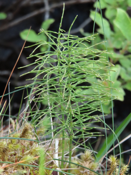 shady horsetail / Equisetum pratense: _Equisetum pratense_ is a thin-stemmed horsetail found beside upland streams in Scotland, Northern Ireland and the North Pennines.