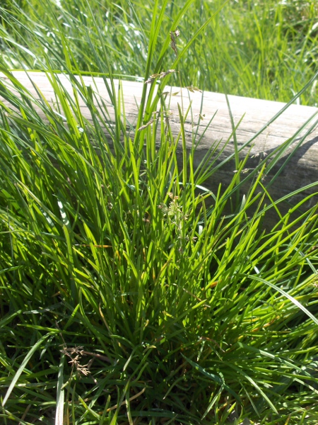 swamp meadow-grass / Poa palustris: Habitus