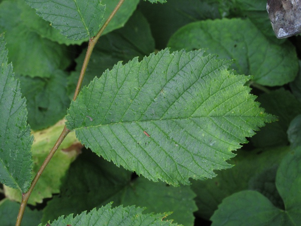 wych elm / Ulmus glabra: _Ulmus glabra_ has large, rough leaves more than 7 cm long, with a petiole that is overlapped almost completely by the asymmetrical leaf base.