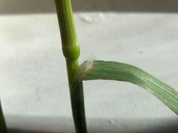 barren brome / Anisantha sterilis