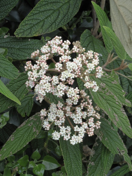 wrinkled viburnum / Viburnum rhytidophyllum: _Viburnum rhytidophyllum_ is an evergreen shrub from central China with strongly rugose leaves.