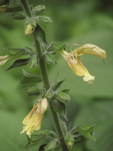 sticky clary / Salvia glutinosa: _Salvia glutinosa_ is native to the mountains of central and southern Europe and western Asia, and occasionally escapes in southern England; its large yellow flowers are distinctive.