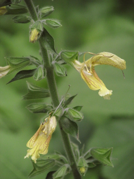 sticky clary / Salvia glutinosa