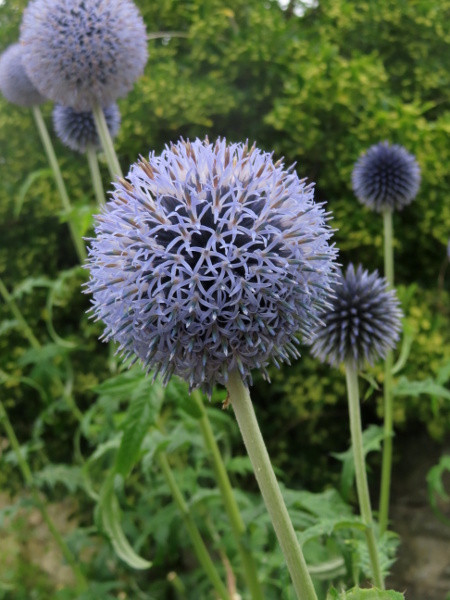 blue globe-thistle / Echinops bannaticus