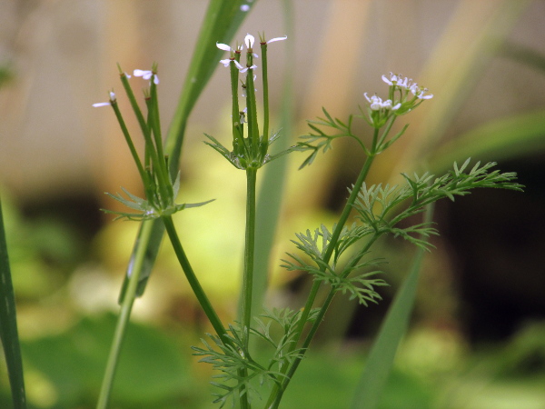 shepherd’s needle / Scandix pecten-veneris: _Scandix pecten-veneris_ has finely divided leaves and very long, narrow fruits; it is an increasingly rare arable weed.