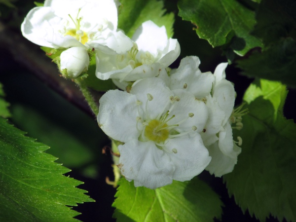 hairy cockspurthorn / Crataegus submollis: _Crataegus submollis_ has slightly larger flowers than our native species, with 4–5 stigmas each and 10 stamens.