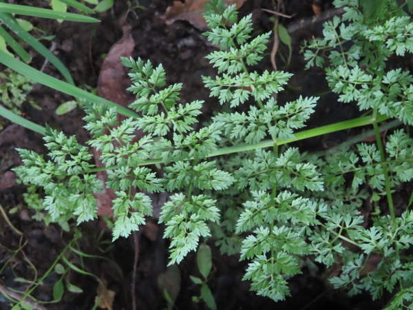 fine-leaved water-dropwort / Oenanthe aquatica