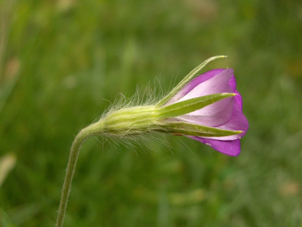 corncockle / Agrostemma githago: Lateral view of a flower