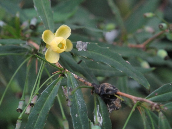 Gagnepain’s barberry / Berberis gagnepainii: Flowers and foliage