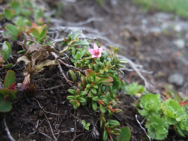 trailing azalea / Kalmia procumbens: _Kalmia procumbens_ has opposite leaves and small, pink flowers with 5-lobed corollas.