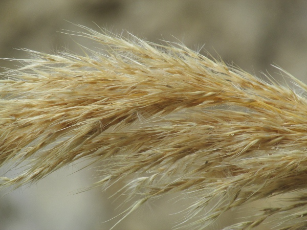 early pampas grass / Cortaderia richardii: Inflorescences