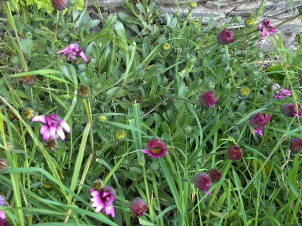 Cape daisy / Osteospermum jucundum: Habitus