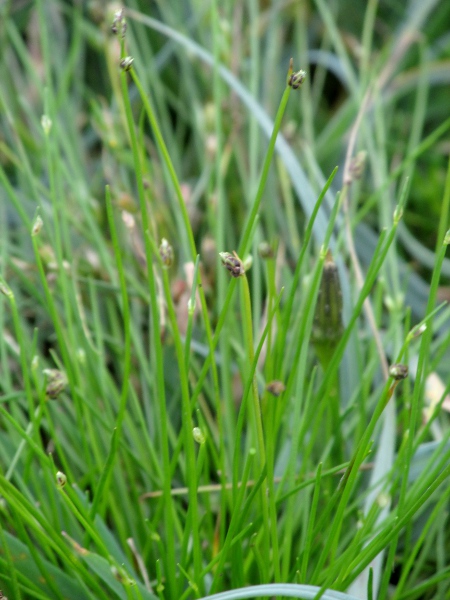 bristle club-rush / Isolepis setacea