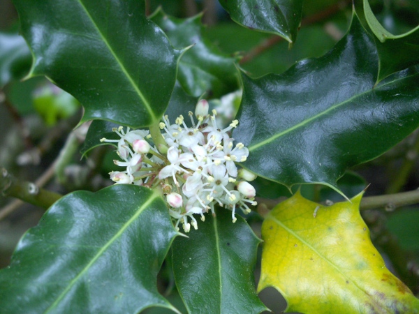holly / Ilex aquifolium: Inflorescence