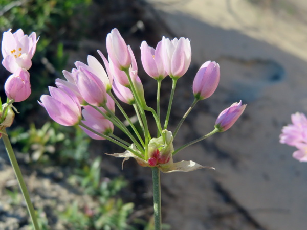 rosy garlic / Allium roseum: The spathe of _Allium roseum_ is shorter than the pedicels, and its filaments do not project into 3 points, as in some other related species, but the pink colouring is the most recognisable feature.