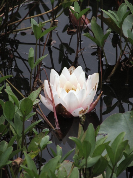 white water-lily / Nymphaea alba