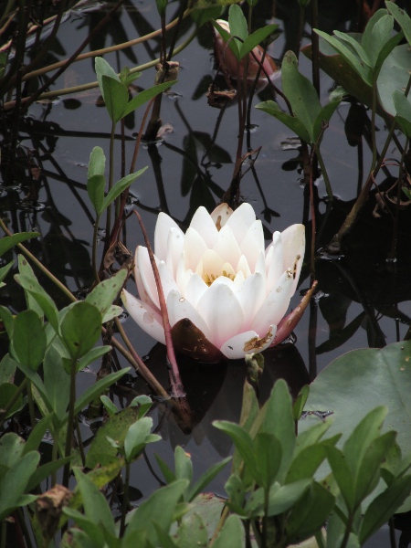 white water-lily / Nymphaea alba: The flowers of _Nymphaea alba_ have 12–33 large, white petals, up to 25 stigmatic lobes and u pto 125 stamens.