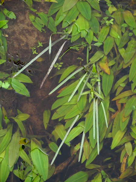 floating sweet-grass / Glyceria fluitans: _Glyceria fluitans_ often grows underwater, with its narrow leaves trailing along the surface (here growing with the wider-leaved _Potamogeton alpinus_).