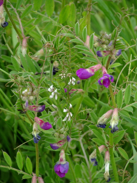 narrow-leaved vetch / Vicia sativa subsp. nigra: _Vicia sativa_ subsp. _nigra_ (seen here growing with _Ervilia hirsuta_) has narrower leaflets on its upper leaves than its lower leaves, and usually has all its petals roughly the same colour.