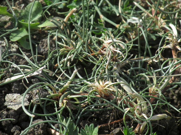 shoreweed / Littorella uniflora