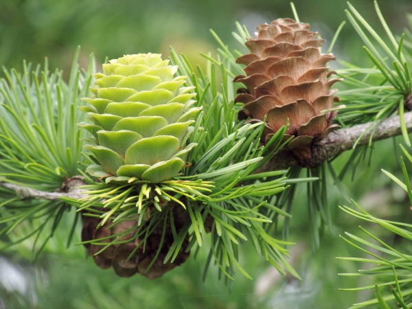 Japanese larch / Larix kaempferi: _Larix kaempferi_ is native to Japan; it resembles the European _Larix decidua_, but with 2 white stripes along the underside of each leaf, and recurved tips to the cone-scales.