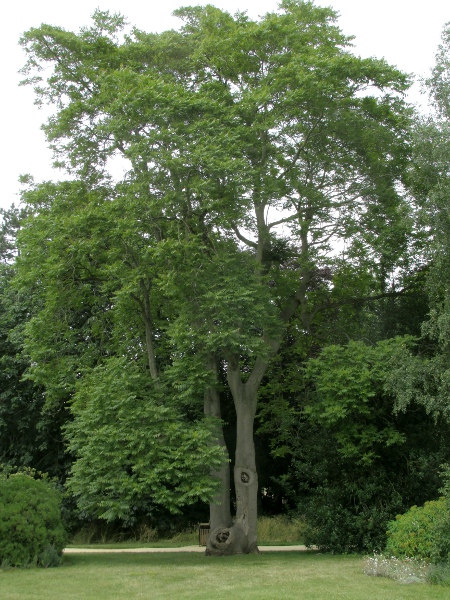 tree of heaven / Ailanthus altissima: _Ailanthus altissima_ is a fast-growing tree.