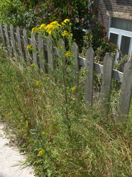 hoary ragwort / Jacobaea erucifolia: _Jacobaea erucifolia_ is very similar to _Jacobaea vulgaris_ and is found in similar habitats, but only in England, Wales and near Dublin in Ireland.