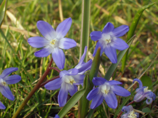 glory-of-the-snow / Scilla forbesii: _Scilla forbesii_ has blue-tipped tepals united into a short tube, and more flowers per stem than _Scilla luciliae_.