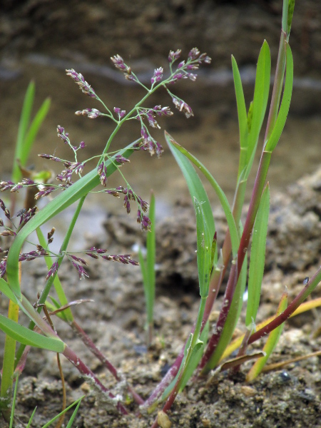 whorl-grass / Catabrosa aquatica