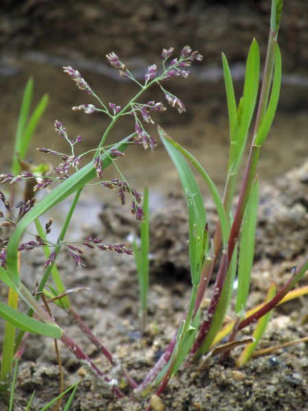 whorl-grass / Catabrosa aquatica: _Catabrosa aquatica_ is a patchily distributed grass of pond margins and marshes; it is a favourite of grazing animals.