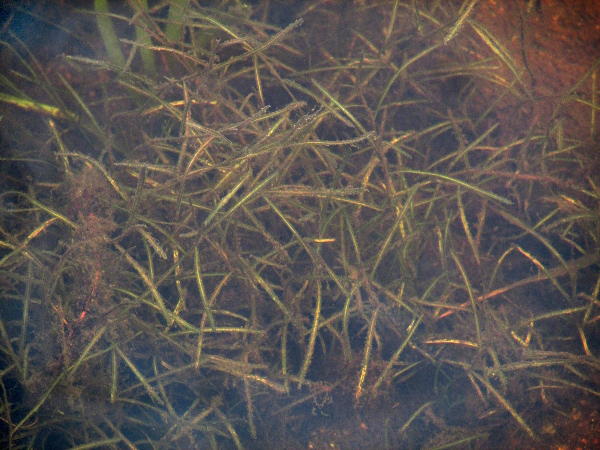 broad-leaved pondweed / Potamogeton natans: In contrast to its broad floating leaves, the submerged leaves of _Potamogeton natans_ are narrow and linear.