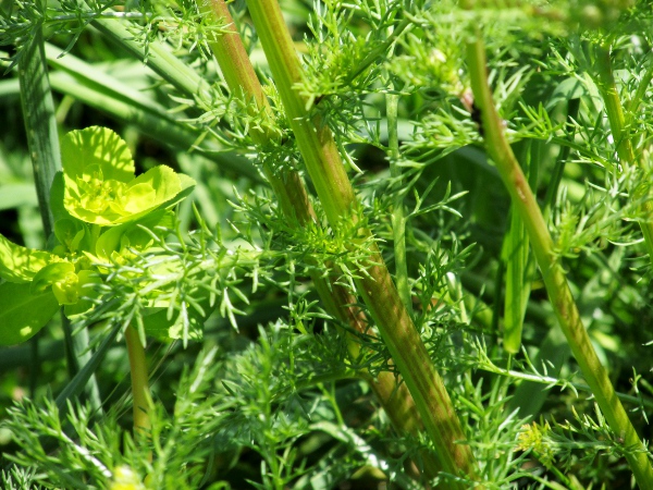 scented mayweed / Matricaria chamomilla: The leaves of _Matricaria_ often end in short bristle-points, which do not occur in _Tripleurospermum_.