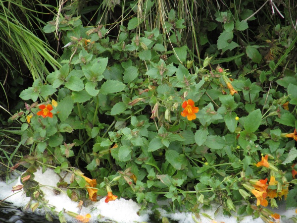 coppery monkeyflower / Erythranthe × burnetii: _Erythranthe_ × _burnetii_ can be distinguished by the coppery ground colour of the corolla.