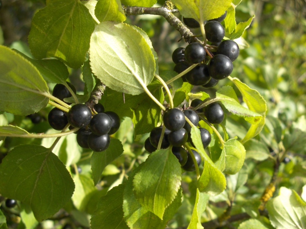 buckthorn / Rhamnus cathartica: The fruit of _Rhamnus cathartica_ is a black berry.